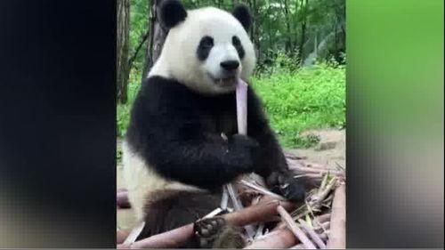 吃瓜熊猫被误伤视频素材,网友热议动物保护与安全