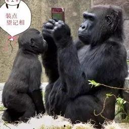 大猩猩吃瓜搞笑配音视频,萌态十足引网友爆笑