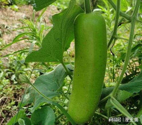 早上中午晚上吃瓜视频,跟随镜头品味瓜果时光