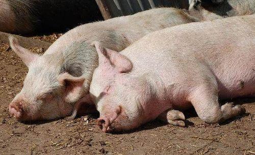 猪兄弟吃瓜的视频,萌态十足引网友爆笑