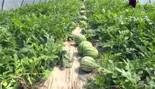 临沂本周最新吃瓜消息视频,揭秘热门视频背后的惊人真相