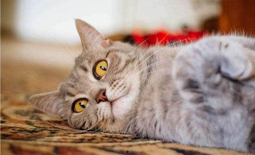 猫吃瓜的视频教程,猫吃瓜视频教程，萌宠美食新体验