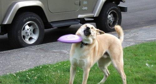 沙雕吃瓜汪星人视频大全,汪星人视频大全欢乐来袭！