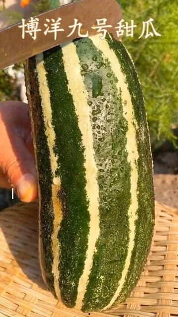 家种的瓜没熟可以吃吗视频,未熟瓜果能吃吗？揭秘家种瓜果成熟度之谜