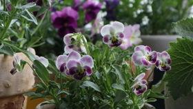 兔子可以吃瓜叶菊吗视频,瓜叶菊在兔子菜单中的地位