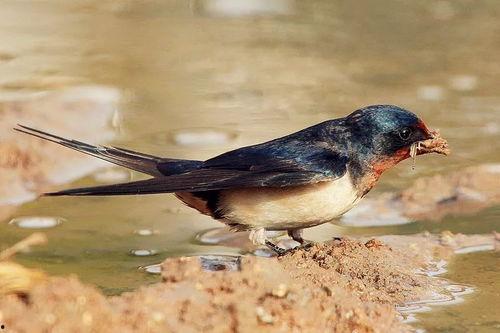 小燕子的吃瓜说法视频播放