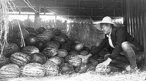 定远吃瓜群众事件视频最新,一场网络舆论的风暴与反思