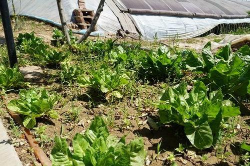 大棚吃瓜视频大全集