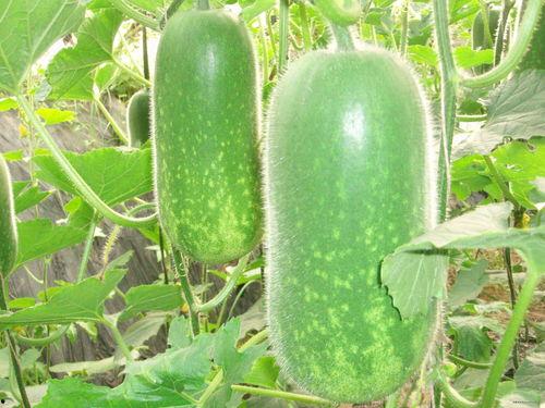 吃茄瓜的视频素材大全,视频素材大全带你领略各式茄瓜佳肴