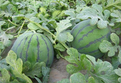 在瓜地吃开园瓜视频,共享丰收喜悦