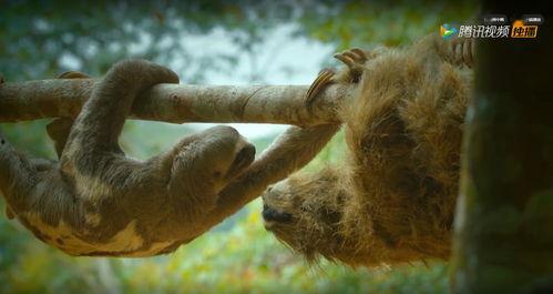 偷拍神兽吃瓜视频大全免费观看,高清视频免费大放送！