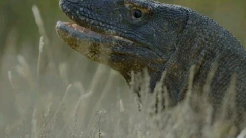 吃瓜蜥蜴视频大全高清,高清趣味瞬间集锦