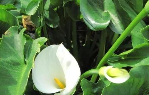 海芋吃瓜视频完整版,揭秘娱乐圈幕后真相，带你领略明星真实生活