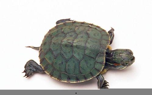 乌龟吃奇形星瓜视频,萌态视频走红网络