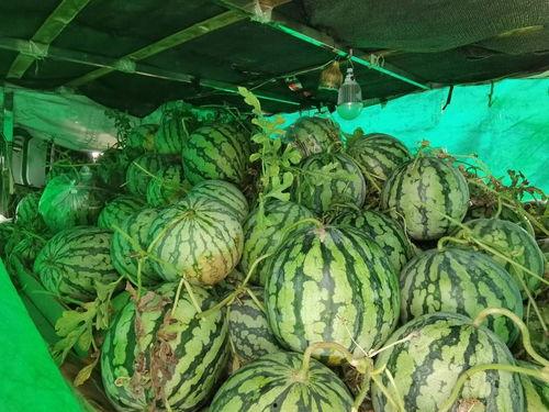 信阳学院吃瓜视频