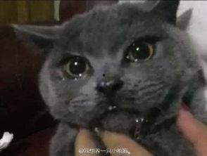 吃瓜群众猫屋视频,跟随镜头探秘猫咪世界