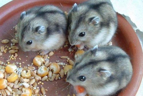 葵瓜可以给仓鼠吃嘛视频,仓鼠饮食新选择，安全食用指南揭秘