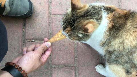 小猫吃冰淇淋瓜会死吗视频,生命安全引关注