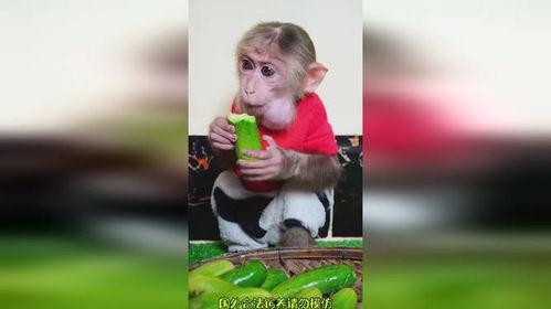 搞笑视频吃瓜像猴子图片,搞笑视频笑翻网友