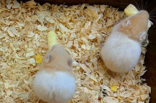 仓鼠吃佛手瓜好吗视频,仓鼠食用佛手瓜的安全性探讨