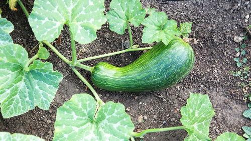 瓠瓜能下面条吃吗视频