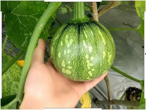 吃刺角瓜小视频,一探究竟的短视频之旅