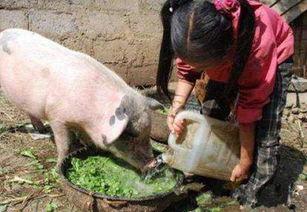 猪兄弟吃瓜的视频,萌态十足引网友爆笑