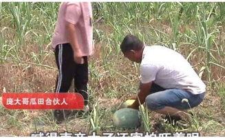 吃瓜偷瓜贼视频,吃瓜群众围观热议