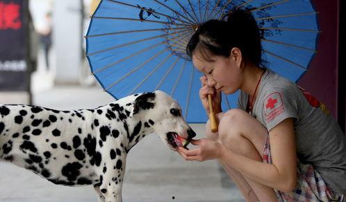 缅甸女生训狗场视频吃瓜,揭秘训狗背后的辛酸与欢乐