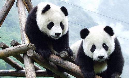 良月大熊猫吃瓜视频